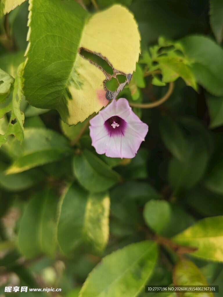 喇叭花