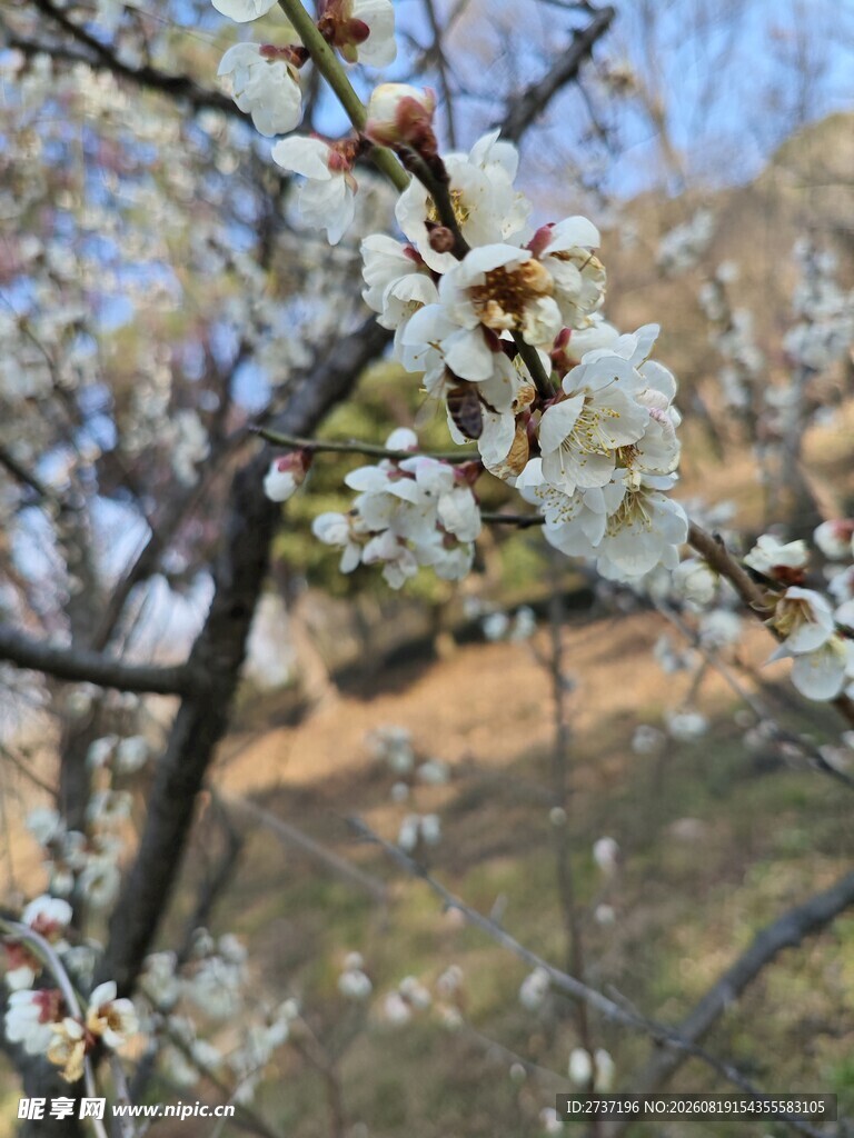 梅花