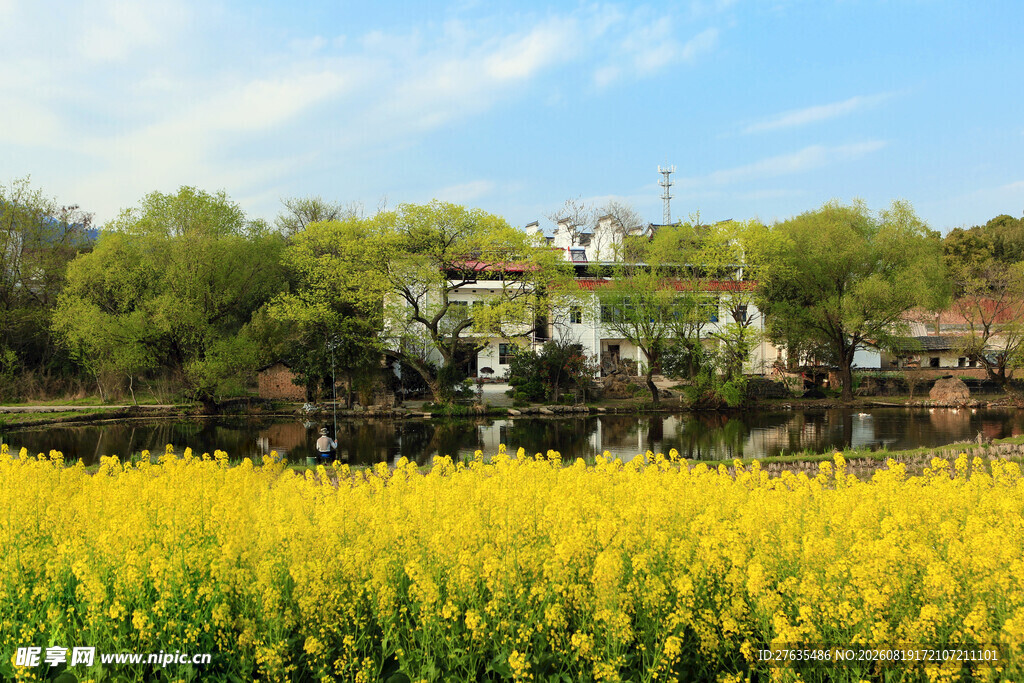 金黄油菜花海中的古朴建筑