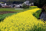 金黄油菜田中的乡村景致