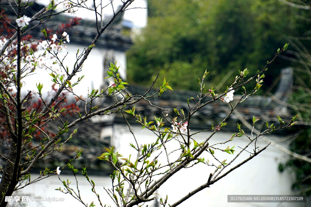 湖畔花枝与古建相映