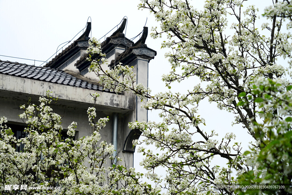 古建旁绽放的烂漫春花