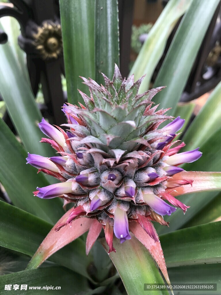 绽放的多彩菠萝花