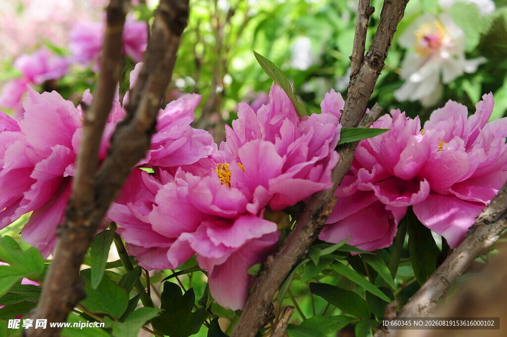 伊洛华芳