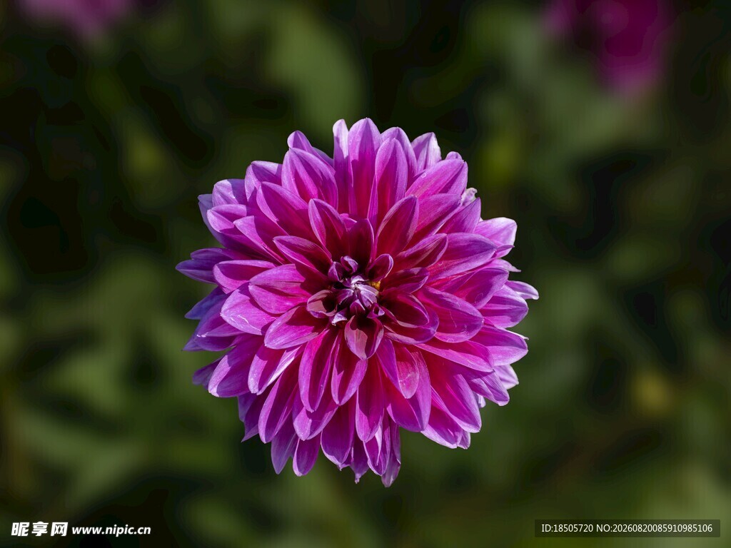 娇艳大丽花
