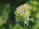 野胡萝卜花