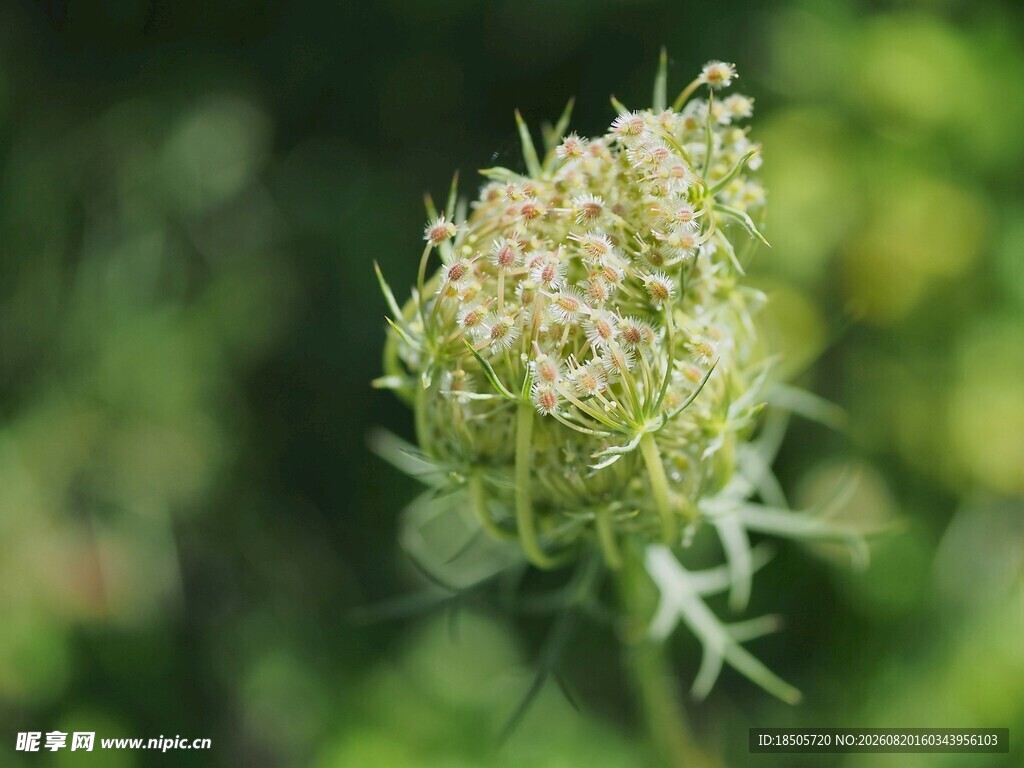 野胡萝卜花