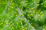 茴香花特写