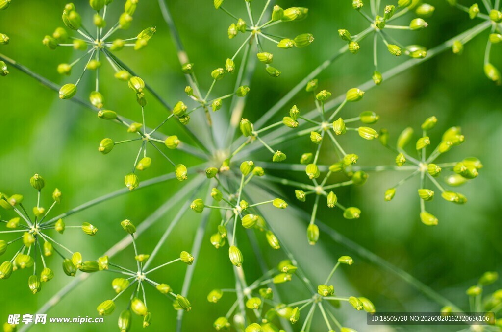 茴香花特写