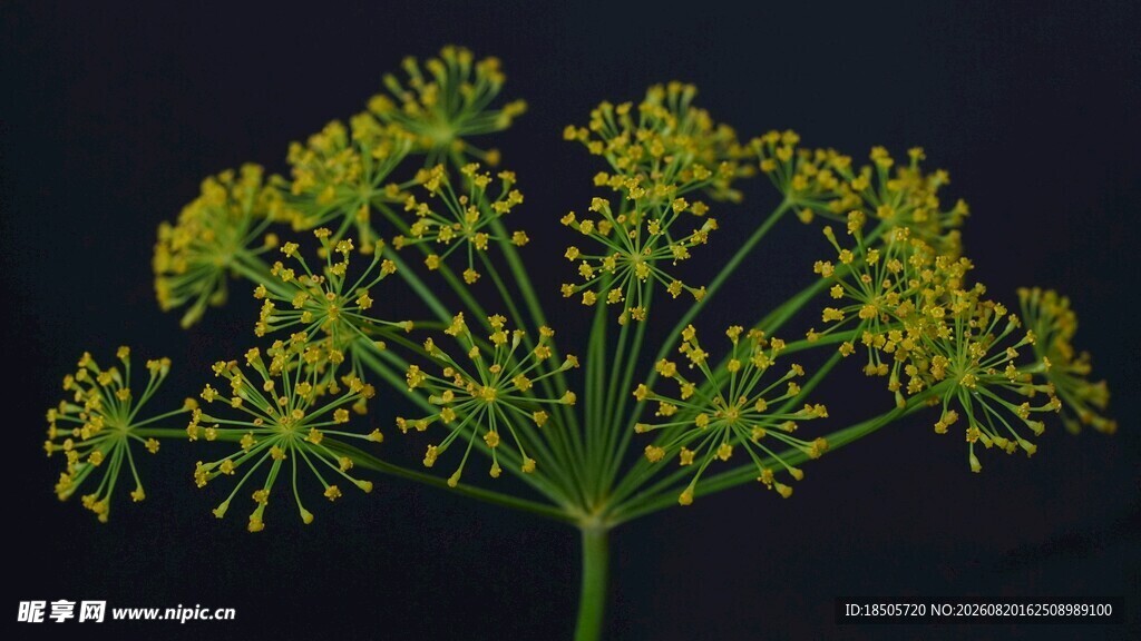 茴香花