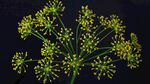 茴香花