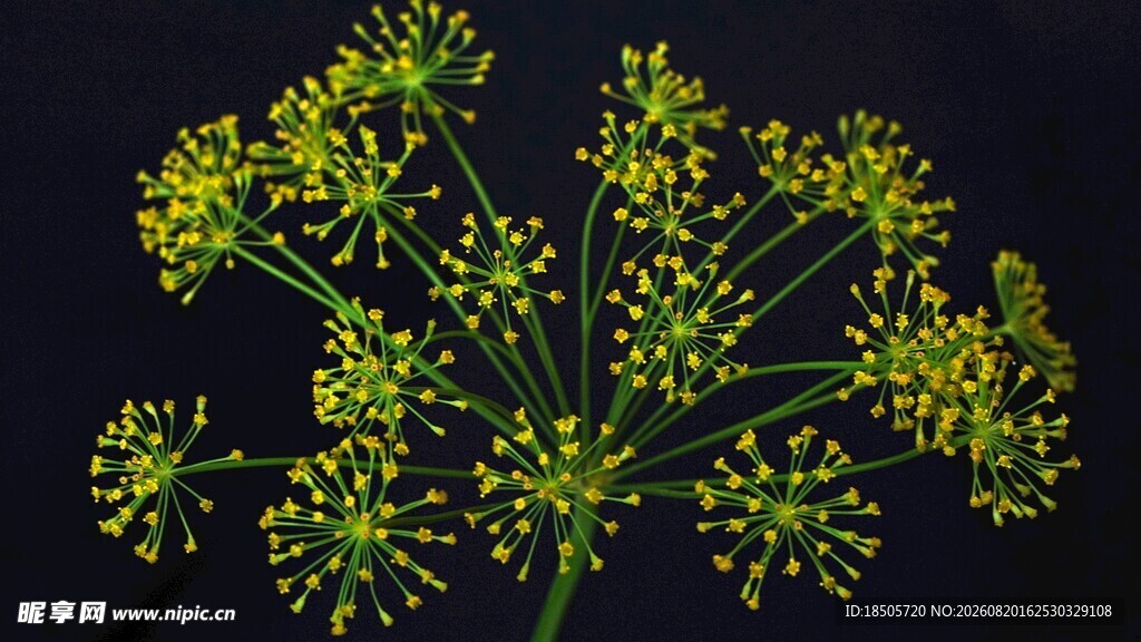 茴香花