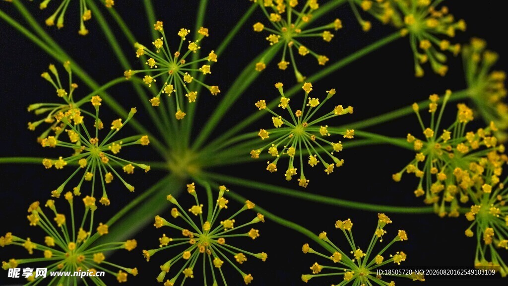 茴香花