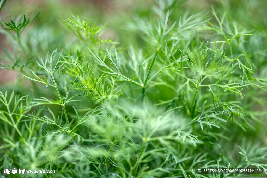 嫩绿茴香植株特写