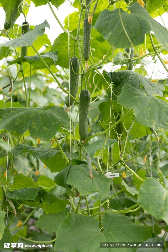 棚内生长的翠绿黄瓜植株