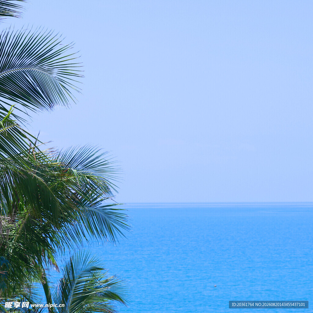海边棕榈树与蔚蓝大海