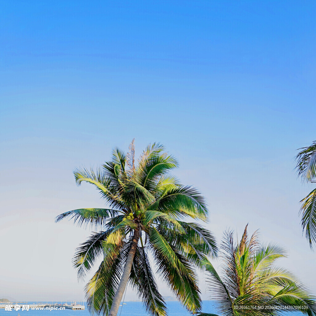 海边椰树
