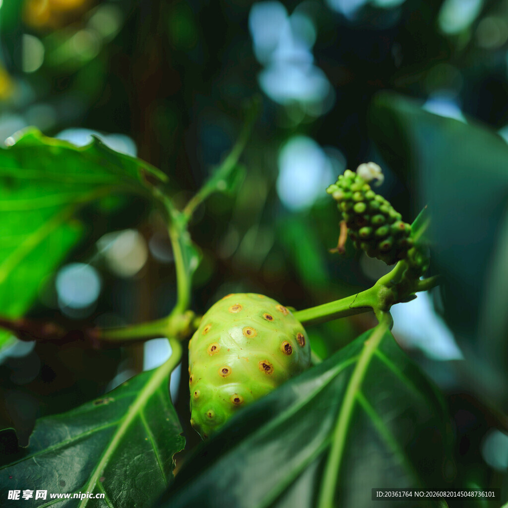 诺丽果植株特写