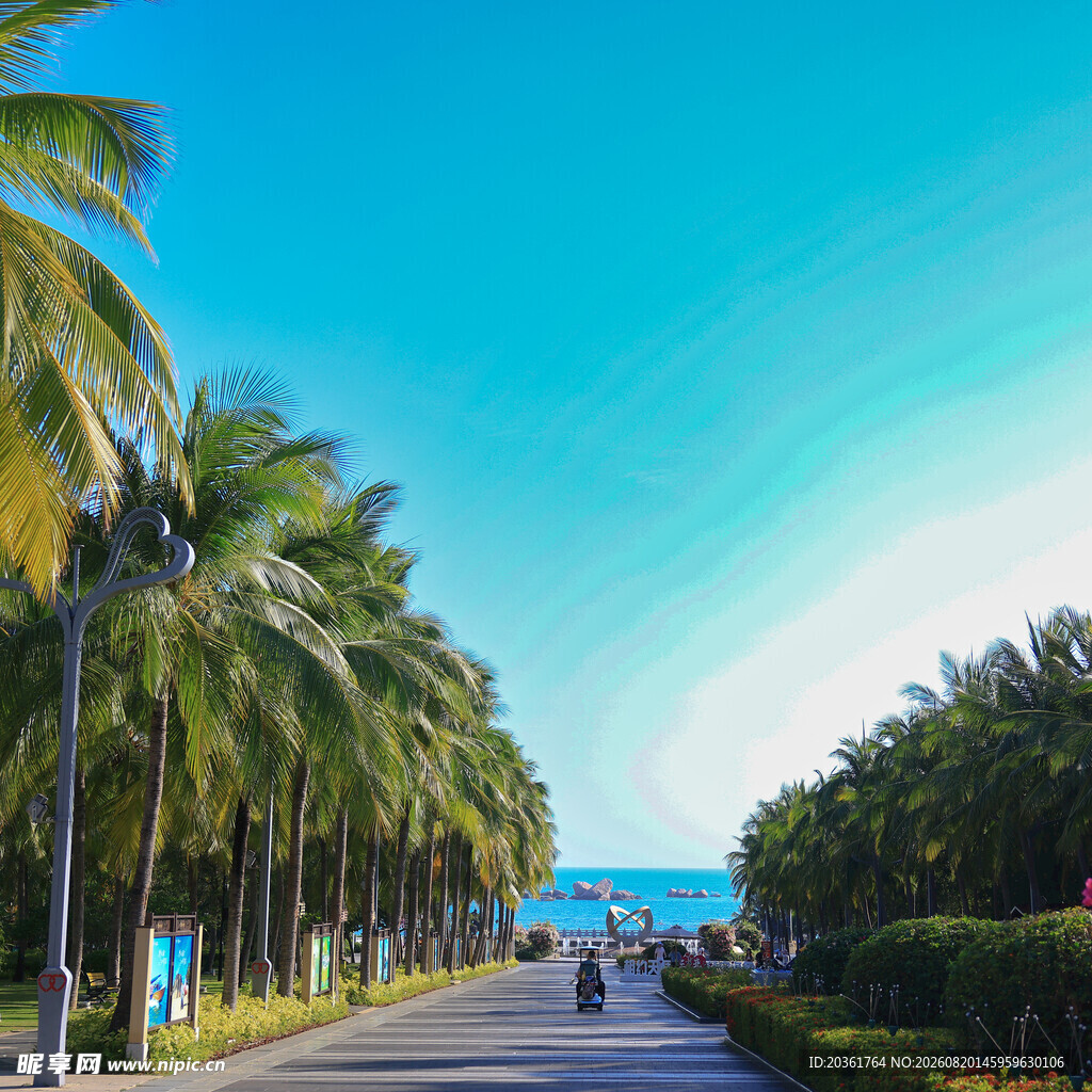 海滨椰林大道风景如画