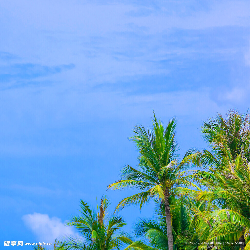 蓝天碧海旁的椰树景观