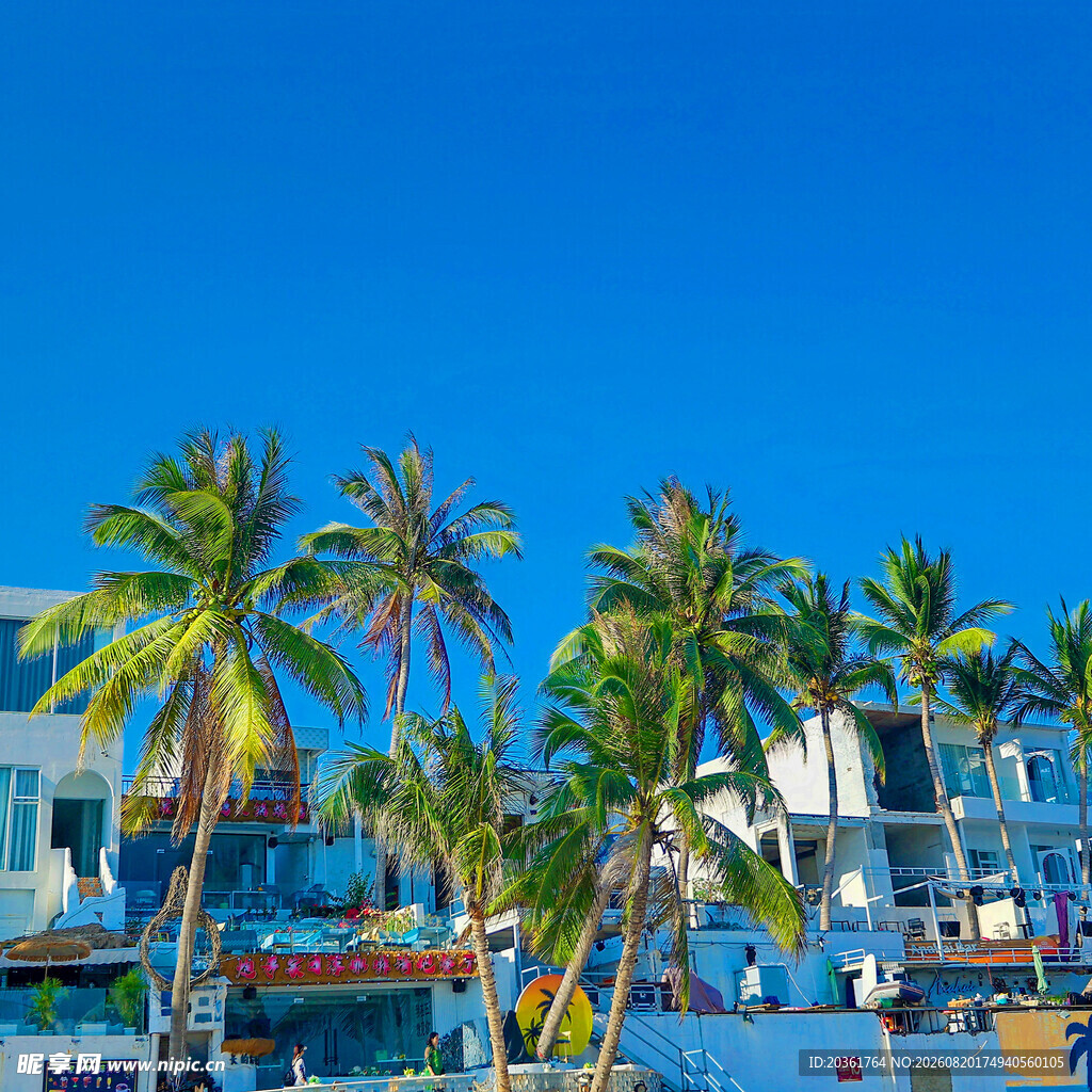 海滨度假胜地的椰树美景