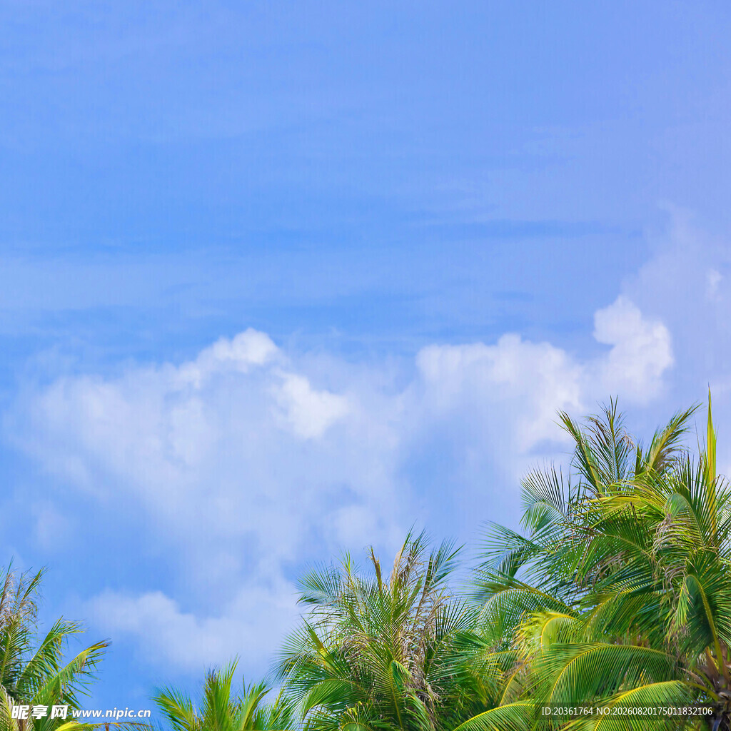 蓝天椰树美景