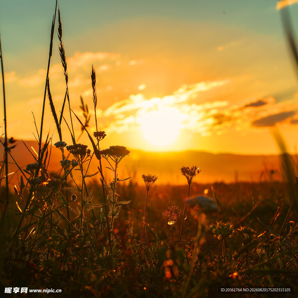 夕阳下的花草美景