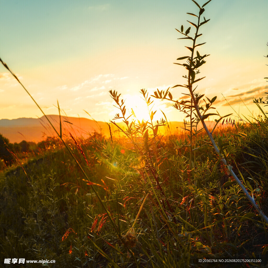 夕阳下的草地植物美景