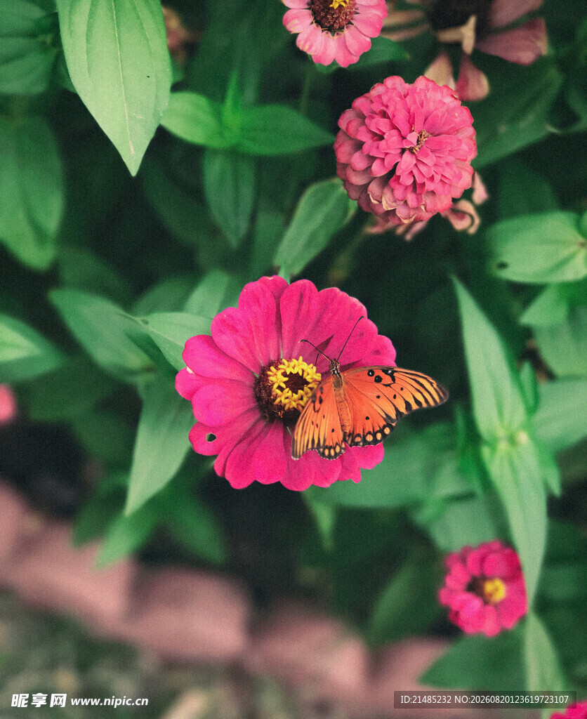 蝴蝶停驻艳丽花朵间