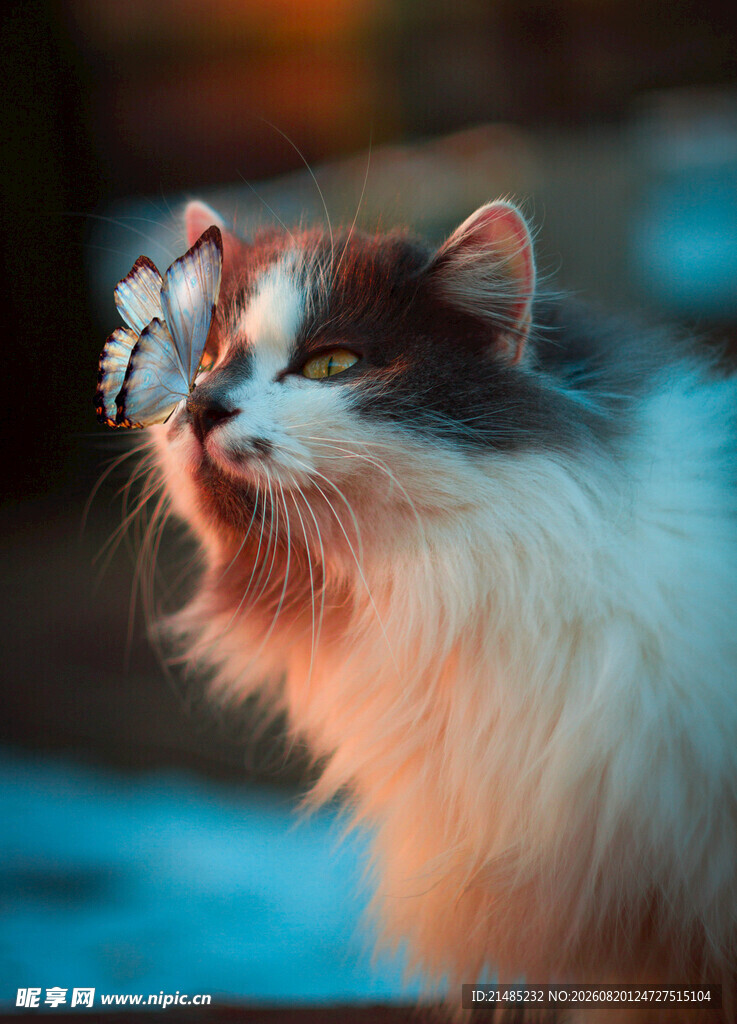 可爱猫咪玩蝴蝶