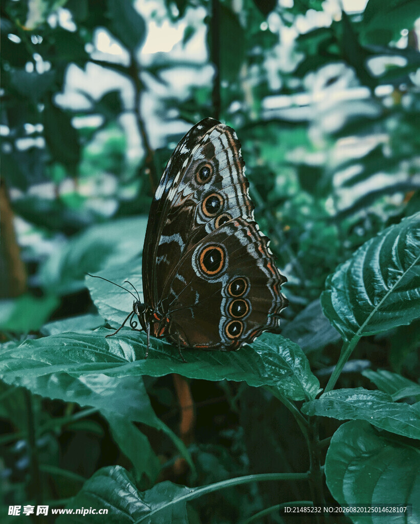 绿叶间的蝴蝶