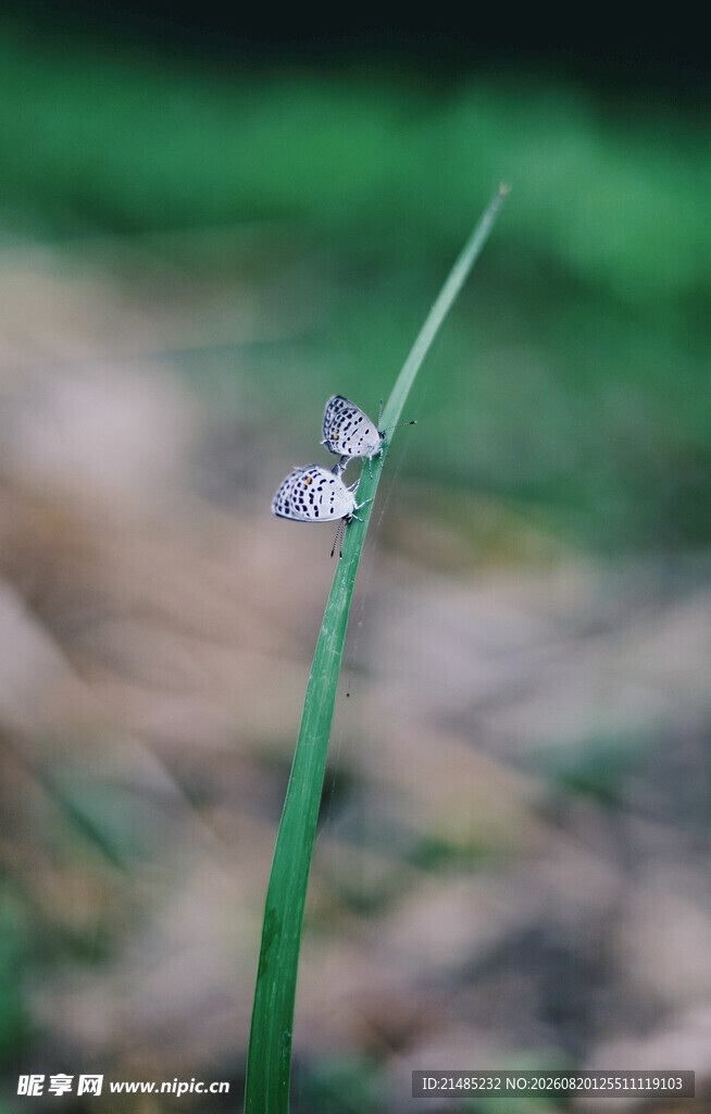 草尖上的蝴蝶