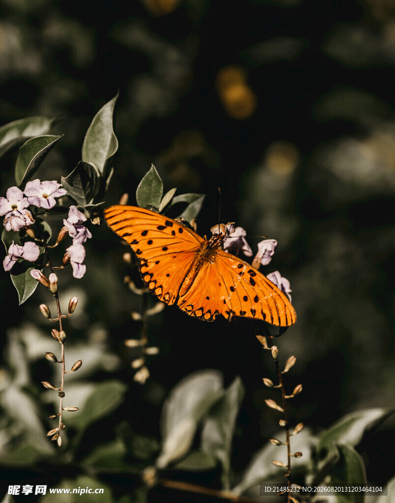 橙蝶停驻繁花间