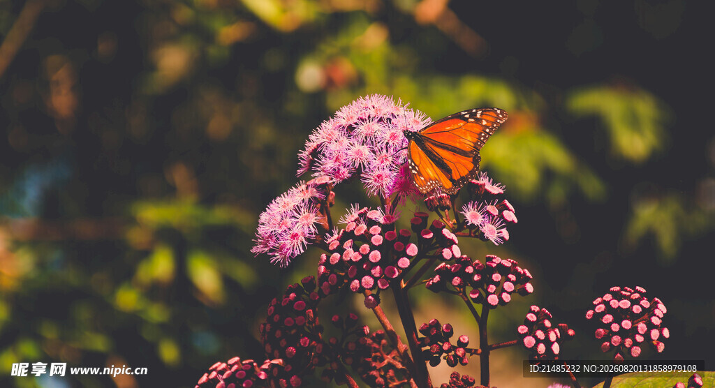 蝴蝶停驻于烂漫花丛中