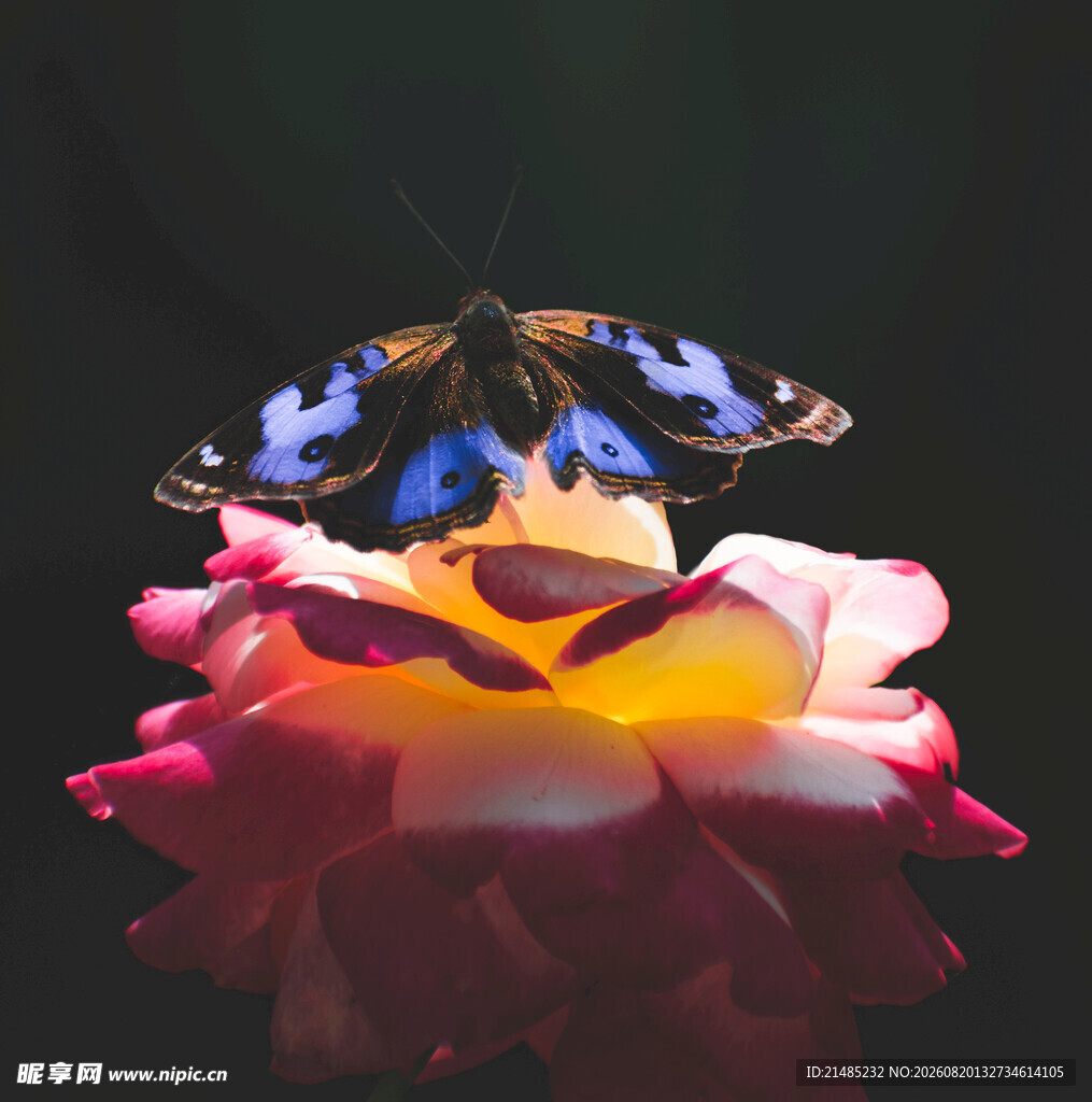 蝴蝶停驻多彩玫瑰花上