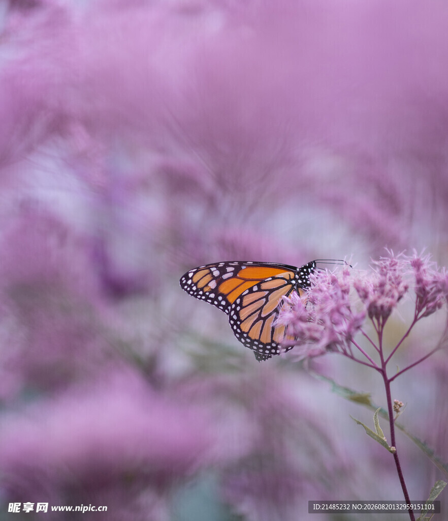 蝶栖紫花间
