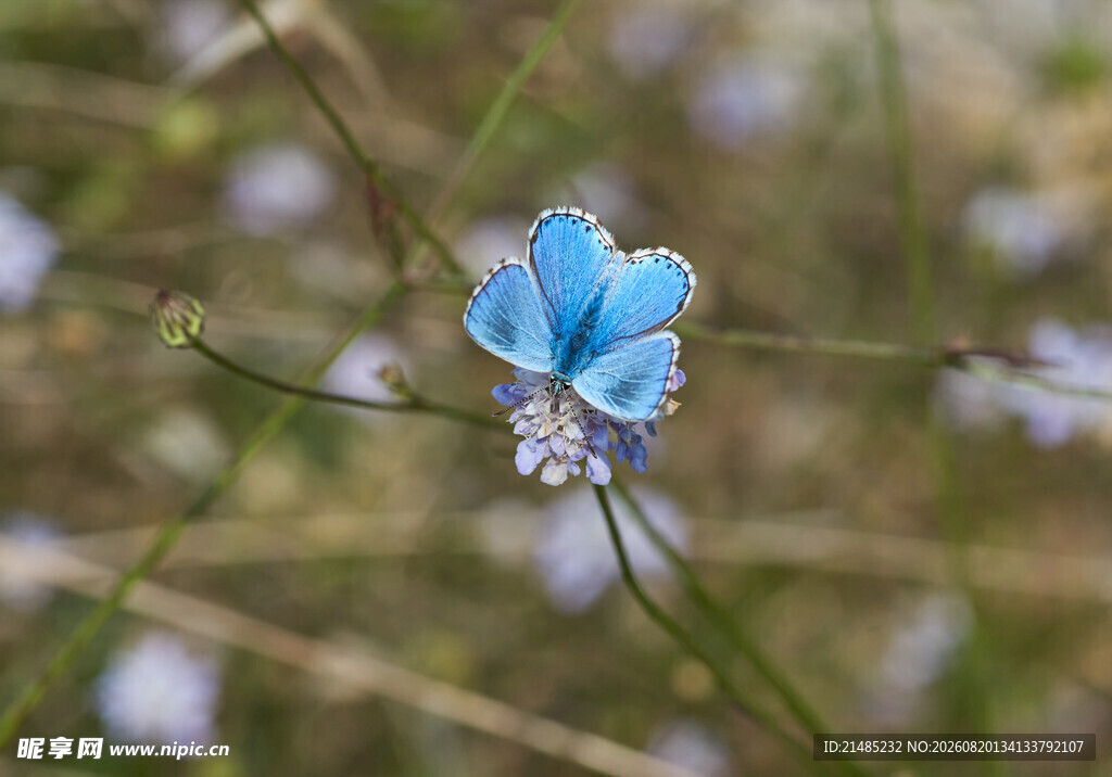 蓝蝶停驻于花草间