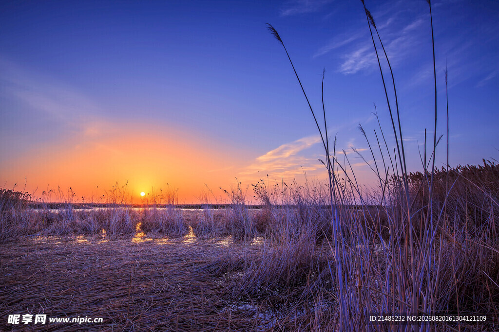 夕阳下的芦苇湿地美景