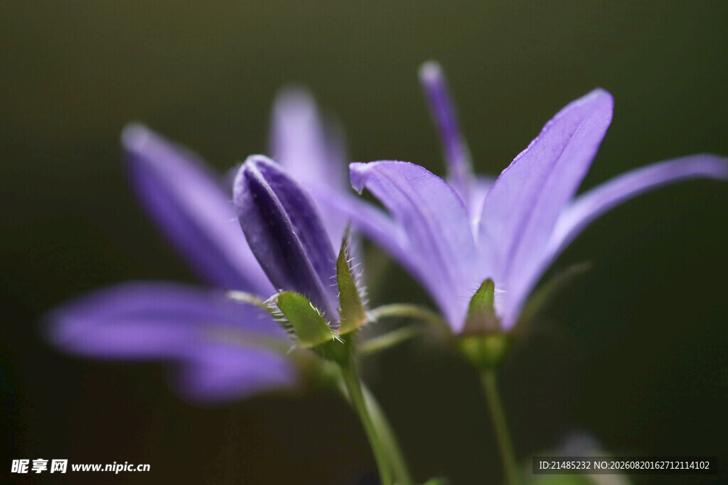 紫色风铃花特写