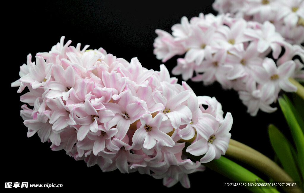 粉色风信子花朵特写