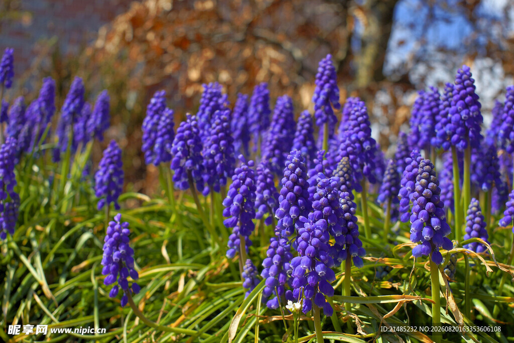 紫色风信子花丛