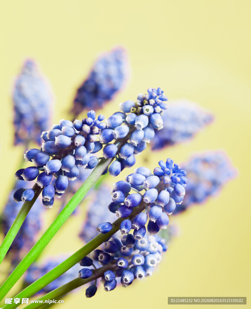紫色葡萄风信子花卉特写
