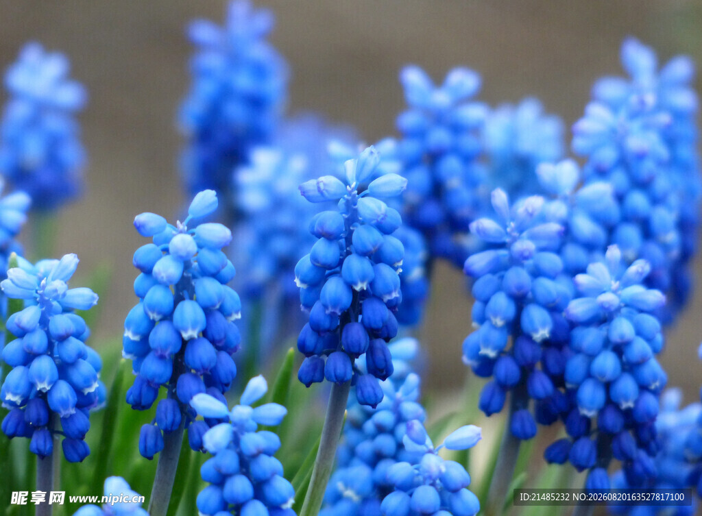 蓝紫色葡萄风信子花卉特写