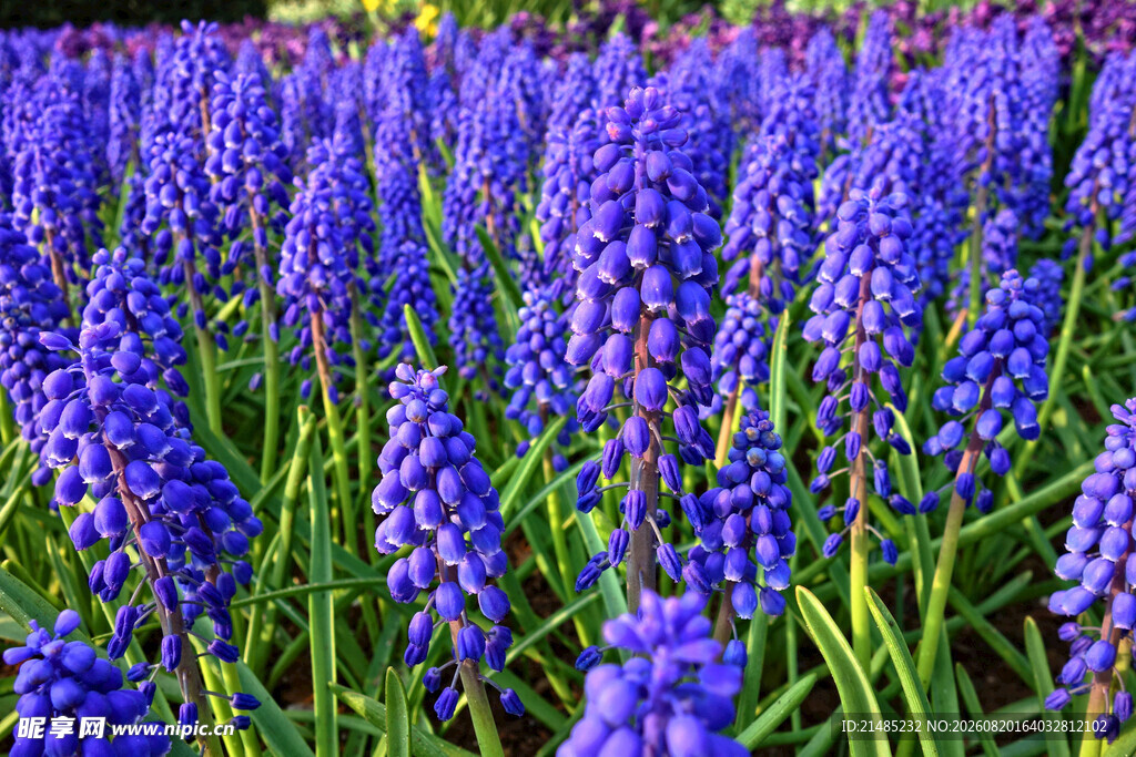 紫色风信子花海