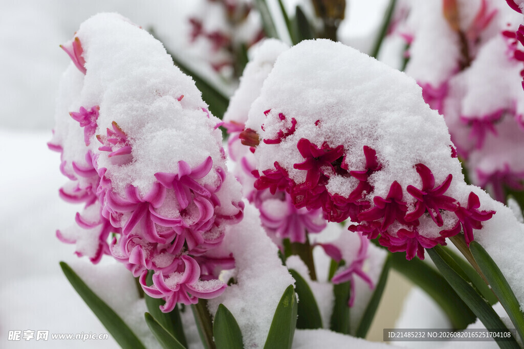 雪中绽放的风信子