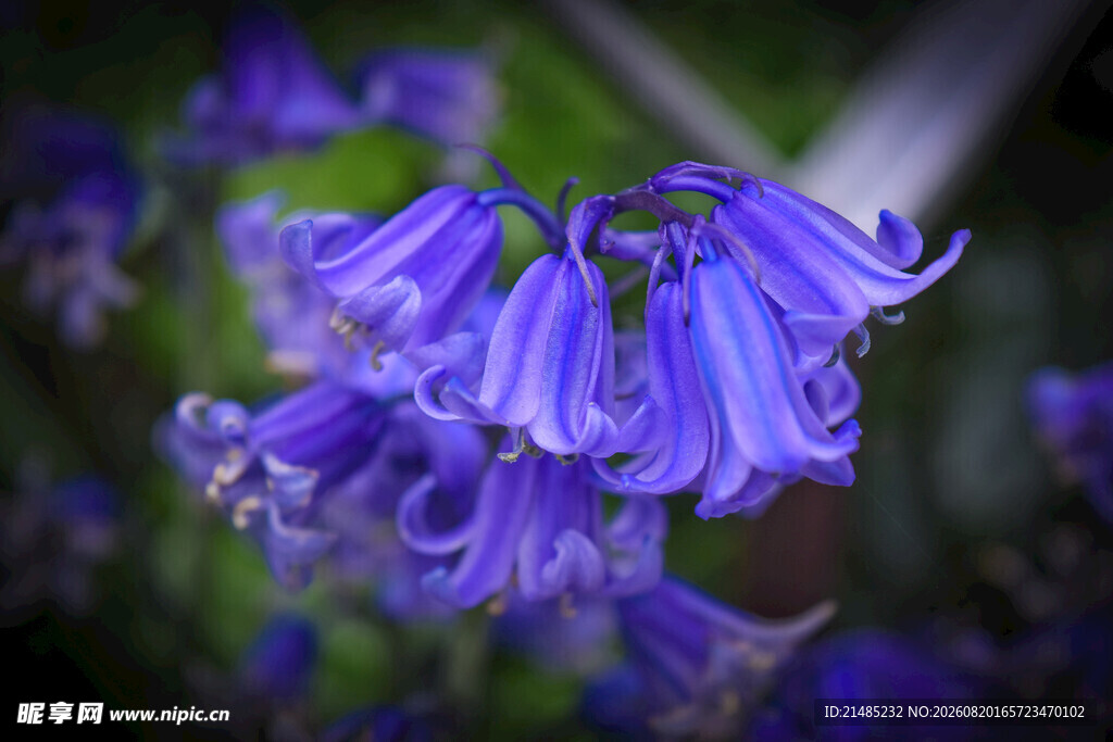 蓝铃花特写