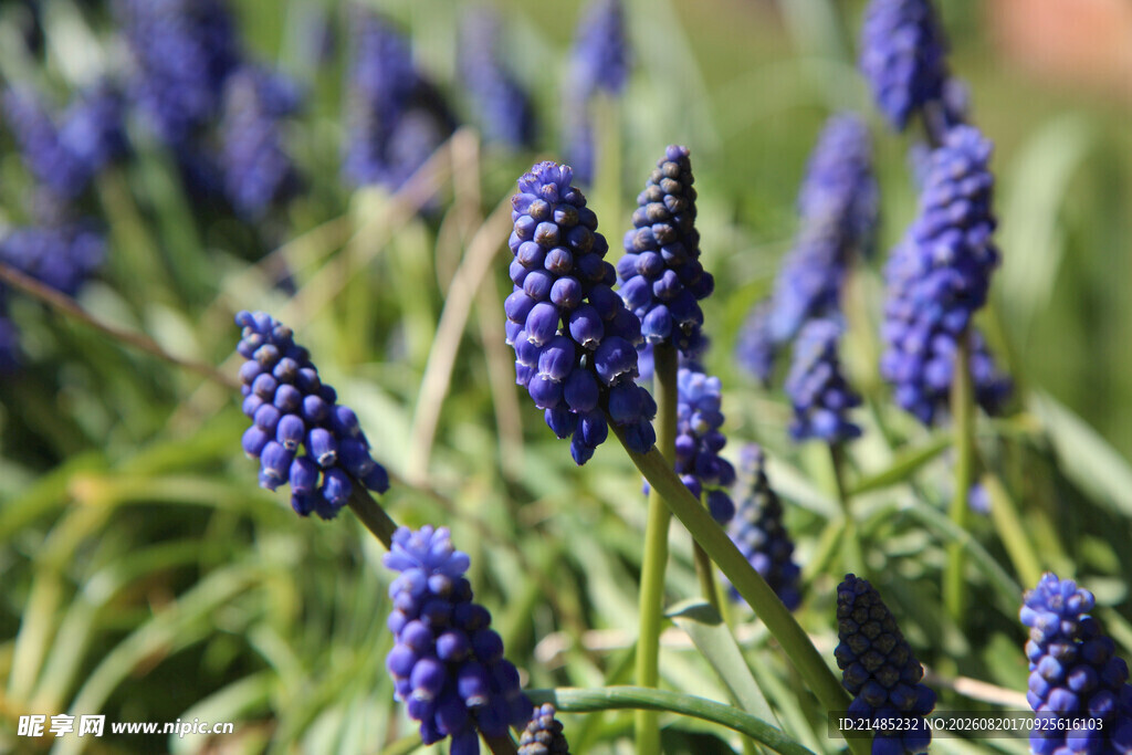 蓝紫色葡萄风信子花卉