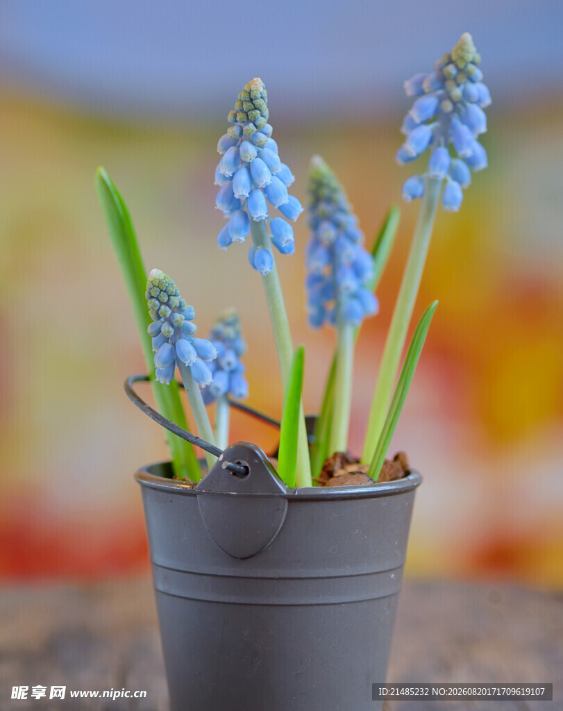 蓝铃花盆栽