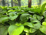 翠绿繁茂的玉簪植物