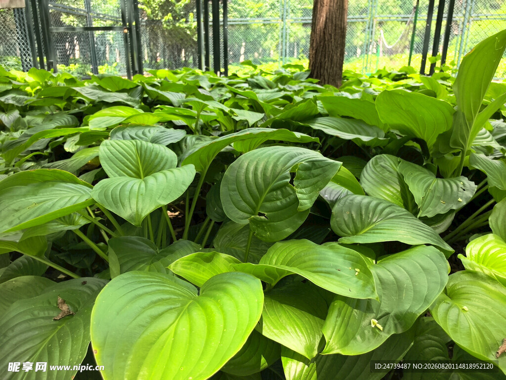 翠绿繁茂的玉簪植物